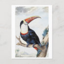 Recherche de perroquets cartes postales Vintage