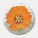 Recherche de narcisse magnets Blanc