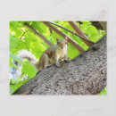 Recherche de squirrel cartes postales Vert