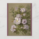 Recherche de botaniste cartes postales Vintage