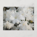 Recherche de azalée cartes postales Blanc