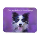 Recherche de colley magnets Dog