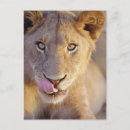 Recherche de partie de mâle posters Tête d'animal