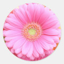 Recherche de gerber rose autocollants Marguerite