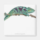 Recherche de blooded magnets Faune