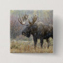 Recherche de taureau badges Faune