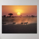 Recherche de troupeau posters Parc national d'amboseli