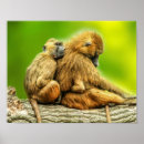 Recherche de babouin posters Faune