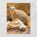 Recherche de suricates cartes postales Animal