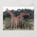 Recherche de duo cartes postales Animal