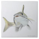 Recherche de vue face carreaux Animaux