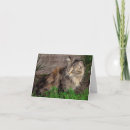 Recherche de portrait vœux cartes Chat