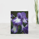 Recherche de iris pourpre et blanc Floral