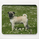 Recherche de balais tapis souris Carlin