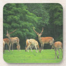Recherche de cerfs communs dessous de verres Arbre