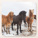 Recherche de cheval islandais dessous de verres Animal
