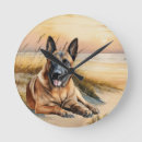 Recherche de berger belge posters Malinois