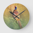 Recherche de faisans horloges Nature