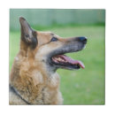 Recherche de berger allemand carreaux Mignon