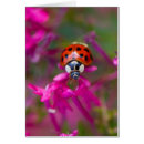 Recherche de problème photographie Coccinelle