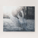 Recherche de cygnes puzzles Cygne muet
