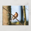 Recherche de percé cartes postales Faune