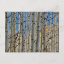 Recherche de arbre peuplier cartes postales Bois