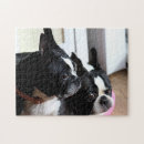 Recherche de terrier de boston puzzles Mignon