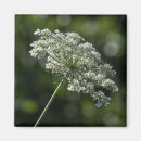 Recherche de anne magnets Floral
