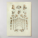 Recherche de pied humain posters Anatomie