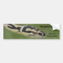 Recherche de serpent voiture autocollants Venimeux
