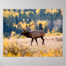 Recherche de rocky mountain national park posters Wapiti