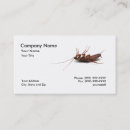 Recherche de cancrelat Insecte