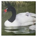 Recherche de cygnes carreaux Faune