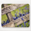 Recherche de texas bluebonnet Printemps