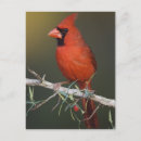 Recherche de cardinalis de cardinalis Couleur