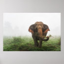 Recherche de éléphant asiatique posters Thaïlande