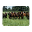 Recherche de plomb magnets Pur sang