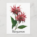 Recherche de baume cartes postales Rose