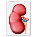 Recherche de rein humain cartes postales Bassin rénal