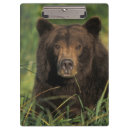 Recherche de ours brun porte blocs Faune