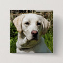Recherche de labrador badges Animal