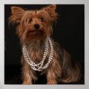 Recherche de yorkie posters Yorkshire terrier