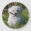 Recherche de maltais horloges Animal