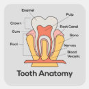 Recherche de dents carrés autocollants Dentaire