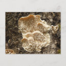 Recherche de hérissons cartes postales Champignon
