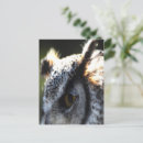Recherche de chouettes cartes postales Grened owl