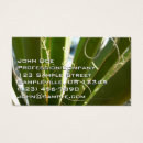 Recherche de yucca Nature