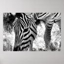 Recherche de tête zèbre posters Extérieur