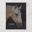 Recherche de chevaux de palomino cartes postales Cheval
